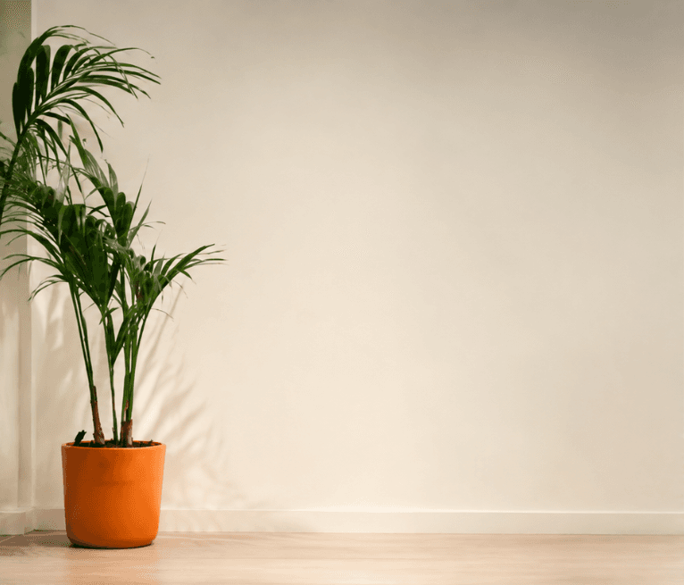 A potted palm in a terracotta pot against a plain cream wall.